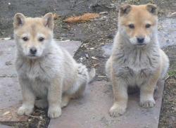 post-5279-0-26979700-1303311585_thumb.jp