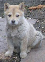 post-5279-0-72192500-1303311609_thumb.jp