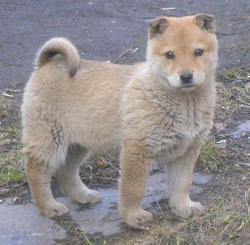 post-5279-0-78914100-1303311567_thumb.jp