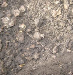 post-6368-0-39621700-1303153139_thumb.jp