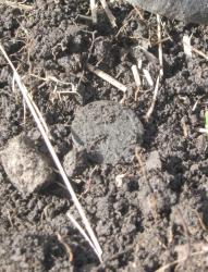 post-6368-0-77617500-1303152884_thumb.jp