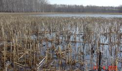 post-1887-0-01383300-1334159950_thumb.jp