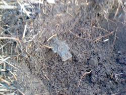 post-2293-0-44807700-1335152762_thumb.jp