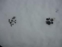 post-2349-0-20096500-1333381495_thumb.jp