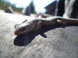 post-2838-0-41295900-1335339412_thumb.jp