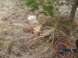 post-2838-0-78835200-1335339470_thumb.jp