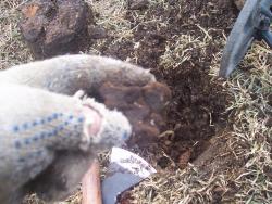 post-4269-0-29095800-1333636741_thumb.jp