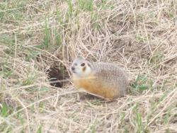 post-4269-0-51713600-1335625520_thumb.jp