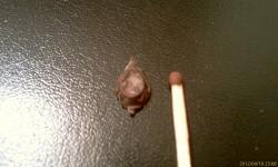 post-6900-0-08517000-1334776895_thumb.jp