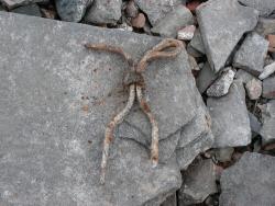 post-6911-0-70010600-1335455862_thumb.jp