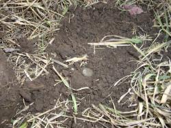 post-7090-0-46908500-1334338212_thumb.jp