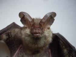 post-7090-0-48728300-1334930121_thumb.jp