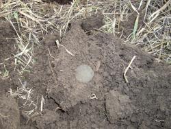 post-7090-0-82541800-1334338089_thumb.jp