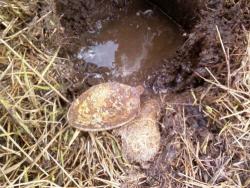 post-7485-0-26803400-1335275776_thumb.jp