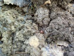 post-7485-0-72141900-1335282719_thumb.jp