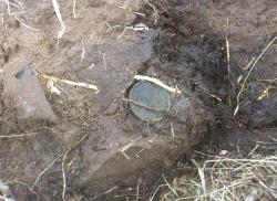 post-10090-0-25621600-1366124273_thumb.j