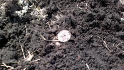 post-10440-0-10497500-1365523871_thumb.j