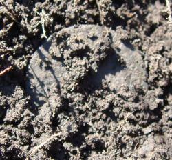 post-10462-0-03672300-1366131881_thumb.j