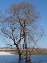 post-10462-0-92478700-1366131130_thumb.j