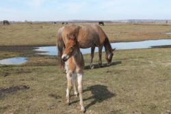 post-10696-0-33765300-1367080408_thumb.j