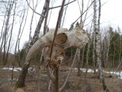 post-11080-0-46194700-1366574252_thumb.j