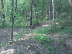 post-11786-0-99394700-1365093016_thumb.j