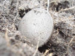 post-12373-0-02327900-1365490845_thumb.j