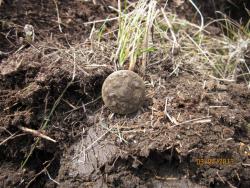 post-12688-0-07565100-1365057930_thumb.j