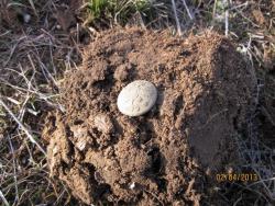 post-12688-0-19295100-1365021559_thumb.j