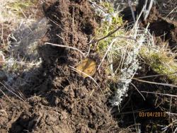 post-12688-0-62205300-1365055960_thumb.j