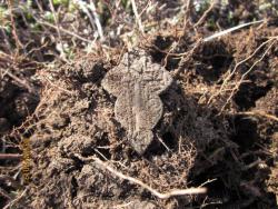 post-12688-0-97429500-1365055794_thumb.j