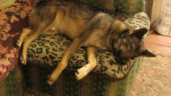 post-16248-0-23547900-1365310390_thumb.j