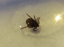 post-16248-0-99092700-1365776978_thumb.j