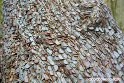 post-1887-0-15771200-1366725129_thumb.jp