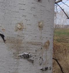 post-1887-0-67014800-1366985375_thumb.jp