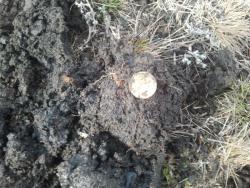 post-20472-0-43458700-1365171988_thumb.j