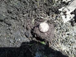 post-20472-0-81214600-1365506295_thumb.j