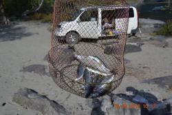 post-24328-0-99346000-1364973316_thumb.j