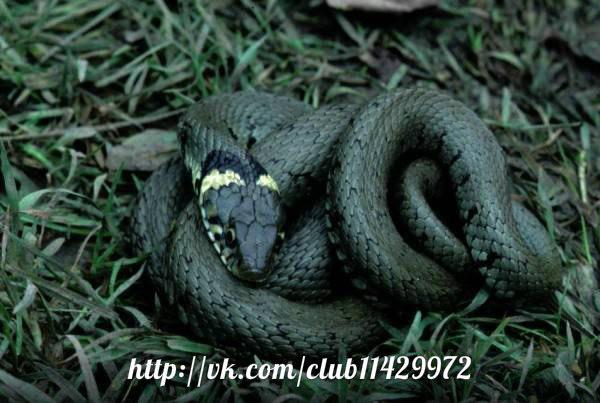 Черная змея на голове пятна. Зеленая Болотная гадюка. Гадюка Болотная. Гадюка змея темно зеленая. Обыкновенный уж.