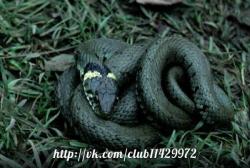 post-2838-0-01908300-1365268543_thumb.jp