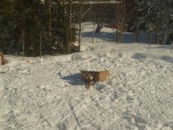 post-2838-0-10975600-1365231087_thumb.jp