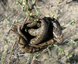 post-2838-0-22545600-1365271321_thumb.jp