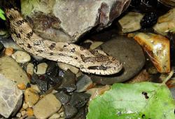 post-2838-0-24273800-1365271535_thumb.jp