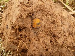 post-2838-0-54235700-1366459403_thumb.jp