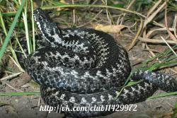 post-2838-0-62179200-1365268591_thumb.jp