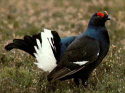 post-2838-0-69343300-1366461911_thumb.jp