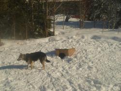 post-2838-0-70164200-1365231106_thumb.jp