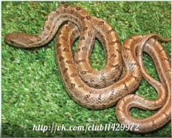 post-2838-0-75692200-1365268615_thumb.jp