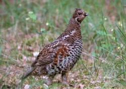 post-2838-0-78425600-1366461900_thumb.jp