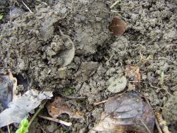 post-4489-0-26326900-1365236978_thumb.jp